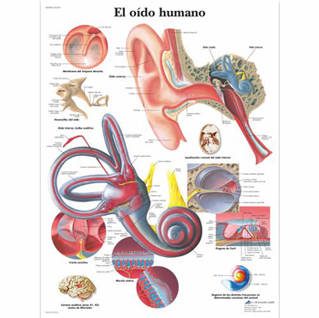 Lámina - poster educativo y completo del oído humano                                                                                                                                                                                                      